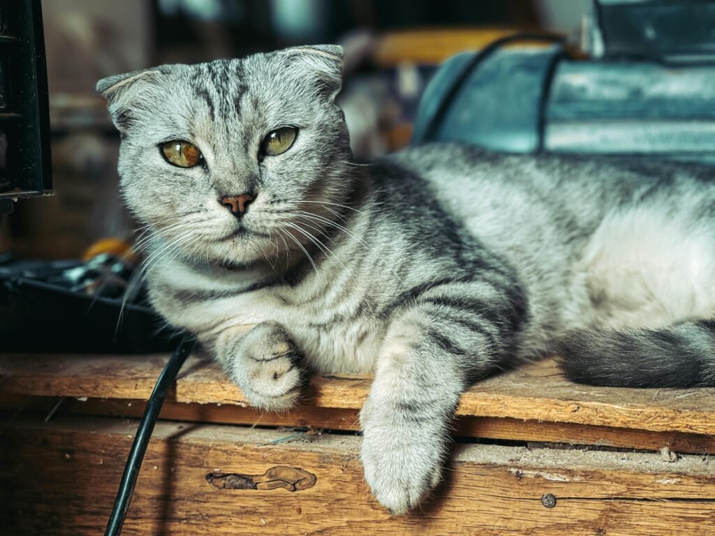 pexels daniel lepadatu 528829000 16425496