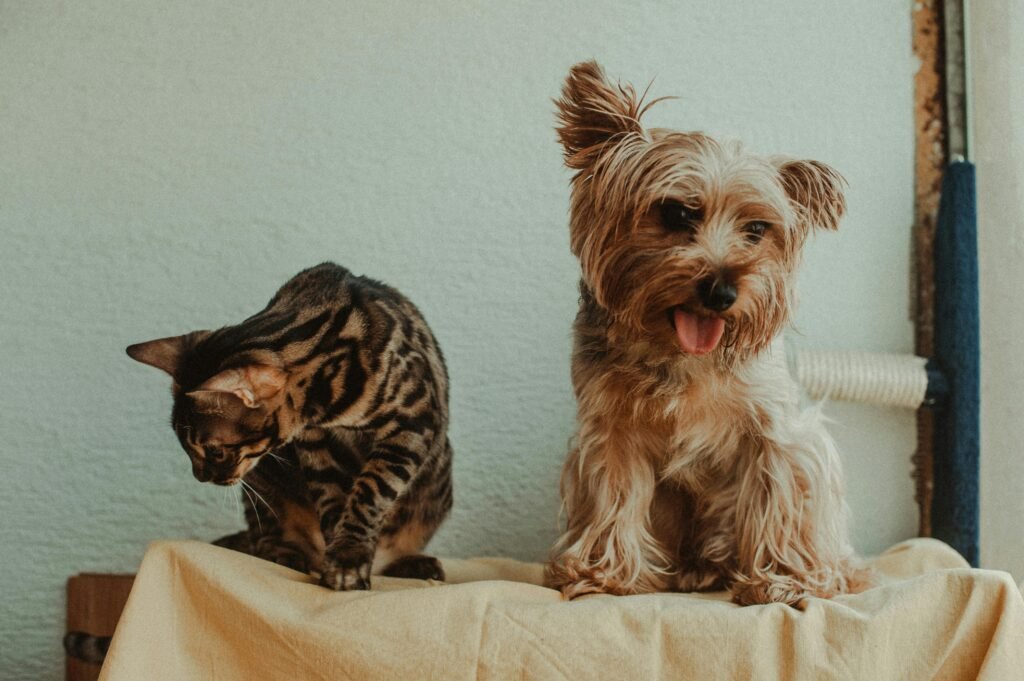 cat and dog