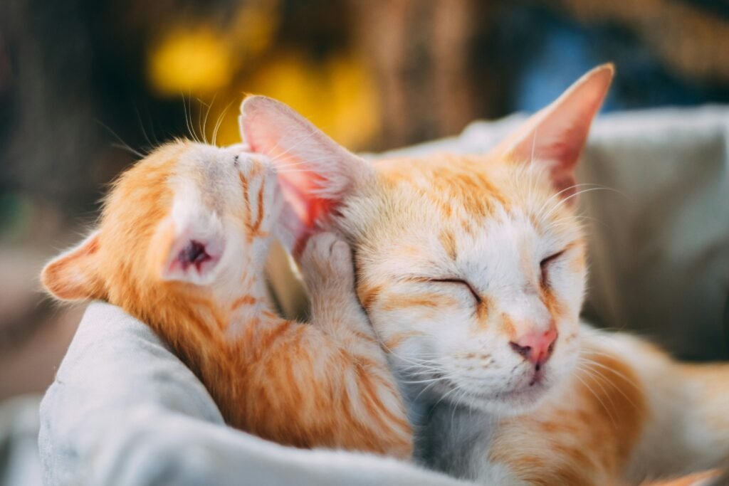prasad panchakshari kmgq36bil50 unsplash