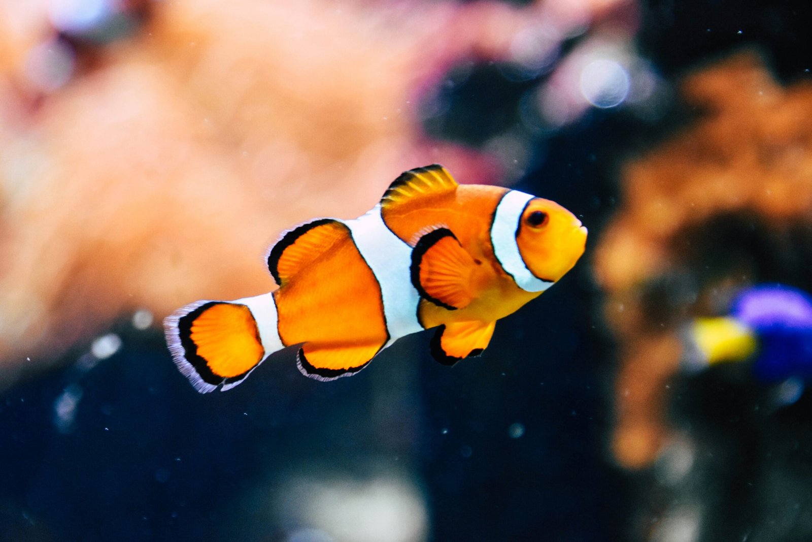 rachel hisko rem3ck8f1pk unsplash